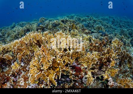 Riffspitze dicht bedeckt mit Netzfeuer-Korallen des Roten Meeres (Millepora dichotoma), Port Safaga, Rotes Meer, Ägypten Stockfoto