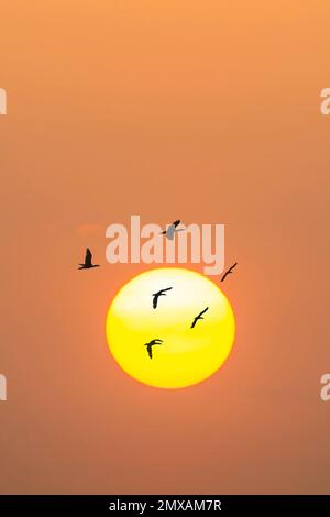 Fliegende große Kormorane (Phalacrocorax carbo), Sonne, Sonnenuntergang, Deutschland Stockfoto