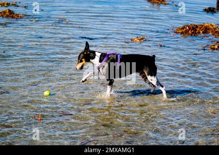 Ein Rattenhund, der Fetch spielt, zeigt auf einen Tennisball im Wasser. Stockfoto