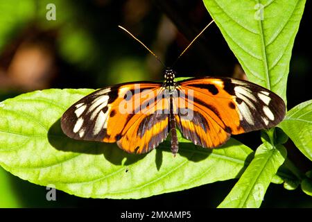 Butterfly Museum, Key West, Florida/ Key West Butterfly & Nature Conservatory, Key West, Florida, Key West, Florida, USA Stockfoto