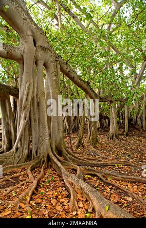 Banyanbaeme, Florida / Banyan, Florida, Florida, USA Stockfoto