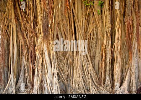 Banyanbaeme, Florida / Banyan, Florida, Florida, USA Stockfoto