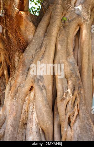 Banyanbaeme, Florida/Banyan, Florida, Florida, USA Stockfoto