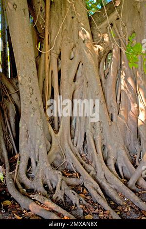 Banyanbaeme, Florida/Banyan, Florida, Florida, USA Stockfoto