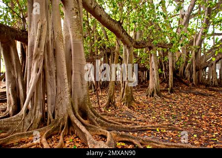 Banyanbaeme, Florida/Banyan, Florida, Florida, USA Stockfoto