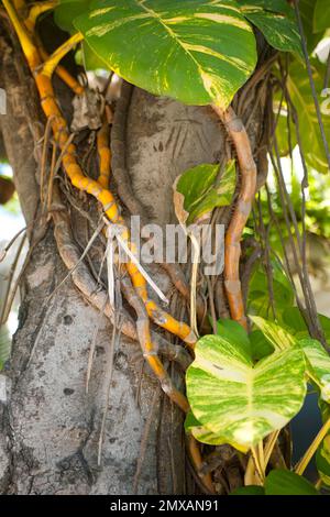 Banyanbaeme, Florida / Banyan, Florida, Florida, USA Stockfoto