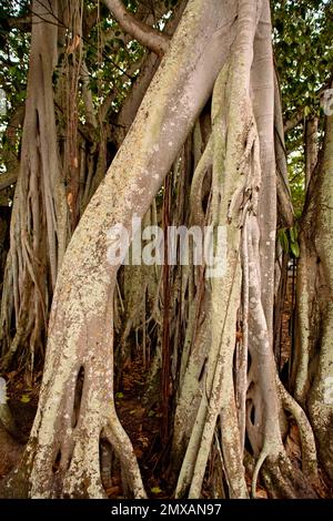 Banyanbaeme, Florida/Banyan, Florida, Florida, USA Stockfoto