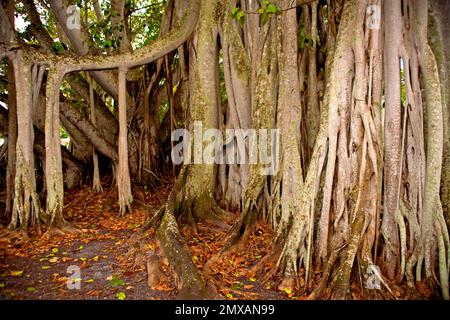 Banyanbaeme, Florida/Banyan, Florida, Florida, USA Stockfoto