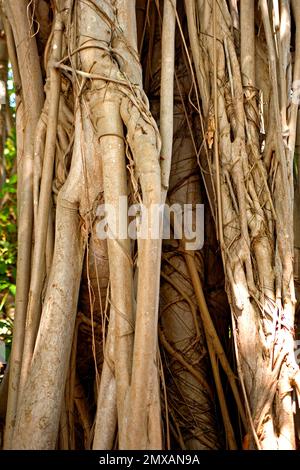 Banyanbaeme, Florida/Banyan, Florida, Florida, USA Stockfoto