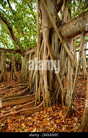 Banyanbaeme, Florida / Banyan, Florida, Florida, USA Stockfoto