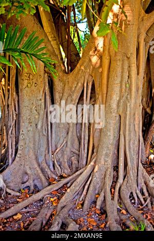 Banyanbaeme, Florida / Banyan, Florida, Florida, USA Stockfoto