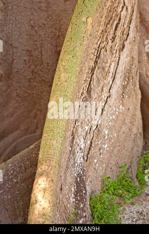 Banyanbaeme, Florida/Banyan, Florida, Florida, USA Stockfoto