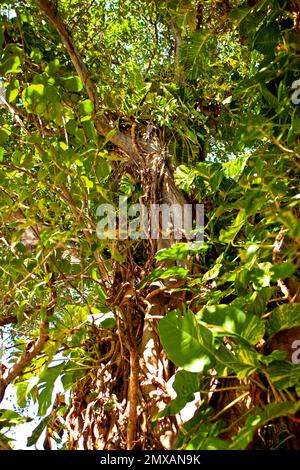 Banyanbaeme, Florida / Banyan, Florida, Florida, USA Stockfoto