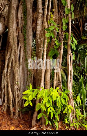 Banyanbaeme, Florida/Banyan, Florida, Florida, USA Stockfoto