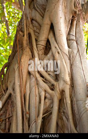 Banyanbaeme, Florida/Banyan, Florida, Florida, USA Stockfoto