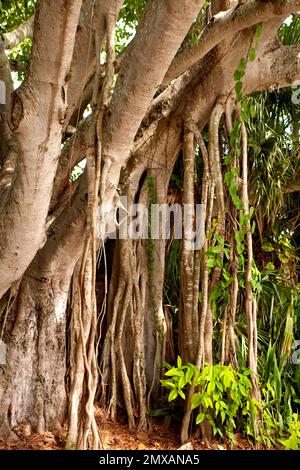 Banyanbaeme, Florida/Banyan, Florida, Florida, USA Stockfoto