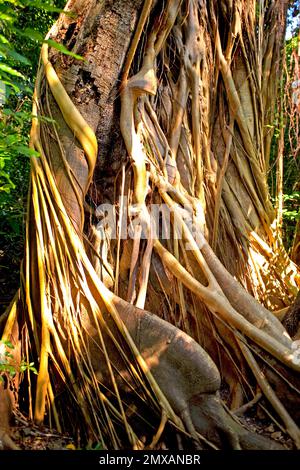 Banyanbaeme, Florida/Banyan, Florida, Florida, USA Stockfoto