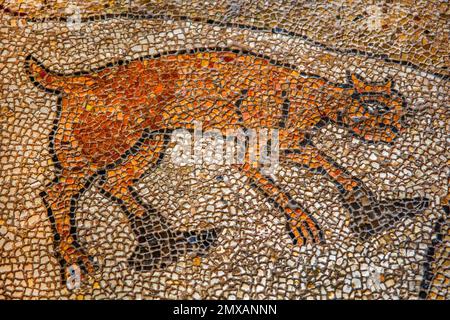 Katze mit Schal, Bodenmosaik in der Kathedrale dell' Annunziata, Otranto, Apulien, Otranto, Apulien, Italien Stockfoto