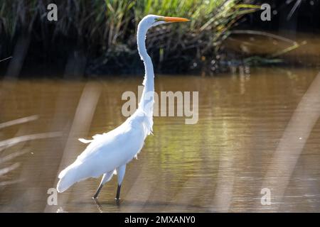 Rieseneier (Ardea alba), die im Fort Mose Historical State Park in St. durch eine Sumpfmündung waten Augustine, Florida. (USA) Stockfoto