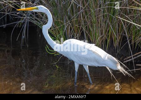 Rieseneier (Ardea alba), die im Fort Mose Historical State Park in St. durch eine Sumpfmündung waten Augustine, Florida. (USA) Stockfoto