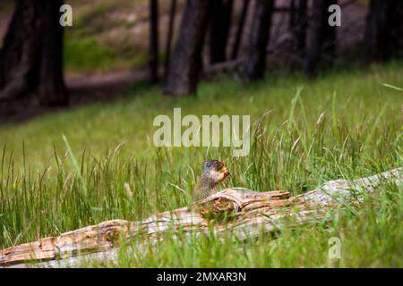 Kolumbianisches gemahlenes Eichhörnchen isst Beeren. Ein Nagetier gräbt im Gras der Rocky Mountains. Wildlife Banff, Alberta. Kanada Stockfoto