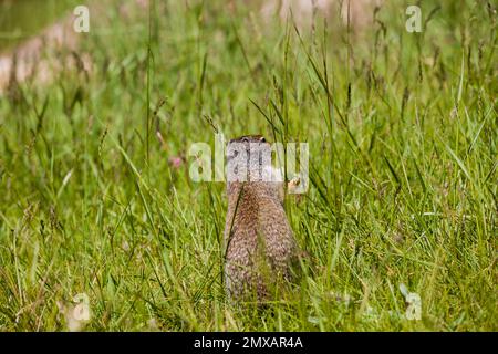 Kolumbianisches gemahlenes Eichhörnchen isst Beeren. Ein Nagetier gräbt im Gras der Rocky Mountains. Wildlife Banff, Alberta. Kanada Stockfoto