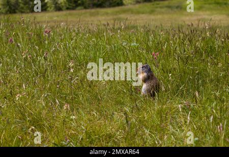 Kolumbianisches gemahlenes Eichhörnchen isst Beeren. Ein Nagetier gräbt im Gras der Rocky Mountains. Wildlife Banff, Alberta. Kanada Stockfoto