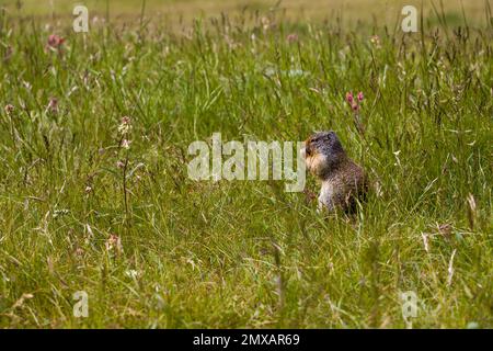 Kolumbianisches gemahlenes Eichhörnchen isst Beeren. Ein Nagetier gräbt im Gras der Rocky Mountains. Wildlife Banff, Alberta. Kanada Stockfoto