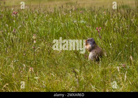 Kolumbianisches gemahlenes Eichhörnchen isst Beeren. Ein Nagetier gräbt im Gras der Rocky Mountains. Wildlife Banff, Alberta. Kanada Stockfoto