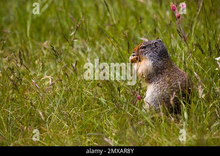 Kolumbianisches gemahlenes Eichhörnchen isst Beeren. Ein Nagetier gräbt im Gras der Rocky Mountains. Wildlife Banff, Alberta. Kanada Stockfoto