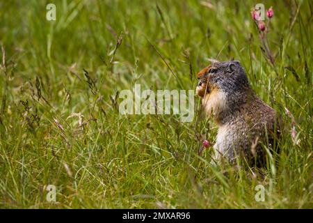 Kolumbianisches gemahlenes Eichhörnchen isst Beeren. Ein Nagetier gräbt im Gras der Rocky Mountains. Wildlife Banff, Alberta. Kanada Stockfoto