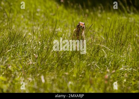 Kolumbianisches gemahlenes Eichhörnchen isst Beeren. Ein Nagetier gräbt im Gras der Rocky Mountains. Wildlife Banff, Alberta. Kanada Stockfoto