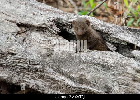 Zwergmongoose aus einem Baumstamm in Mala Mala, Südafrika Stockfoto