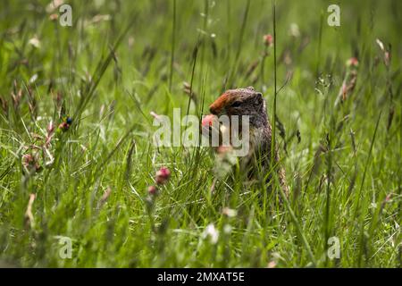 Kolumbianisches gemahlenes Eichhörnchen isst Beeren. Ein Nagetier gräbt im Gras der Rocky Mountains. Wildlife Banff, Alberta. Kanada Stockfoto