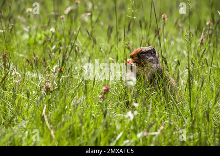 Kolumbianisches gemahlenes Eichhörnchen isst Beeren. Ein Nagetier gräbt im Gras der Rocky Mountains. Wildlife Banff, Alberta. Kanada Stockfoto