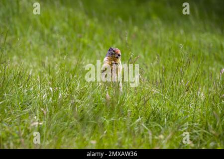 Kolumbianisches gemahlenes Eichhörnchen isst Beeren. Ein Nagetier gräbt im Gras der Rocky Mountains. Wildlife Banff, Alberta. Kanada Stockfoto