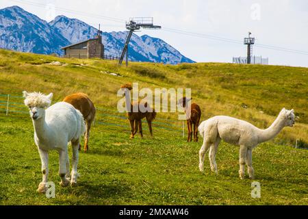 Alpakas auf Monte Baldo, 30 Kilometer langer Kamm, ca. 2000 Meter hoch, Malcesine, Gardasee, Italien, Malcesine, Gardasee, Italien Stockfoto