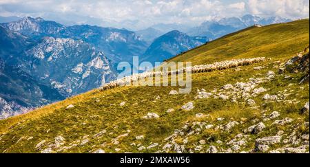 Schafherde auf Monte Baldo, 30 Kilometer langer Kamm, ca. 2000 Meter hoch, Malcesine, Gardasee, Italien, Malcesine, Gardasee, Italien Stockfoto