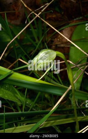 Nickende Gewächshaus-Orchideen (Pterostylis nutans) sind auch als Papageienschnabel bekannt - aus offensichtlichen Gründen! Häufig in feuchten Wäldern Südaustraliens. Stockfoto