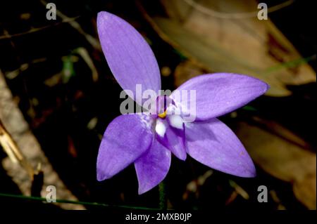 Eine Solitary Wax Lips Orchid (Glossodia Major), die ihre violette Schönheit im Hochkins Ridge Flora Reserve in Croydon North, Victoria, Australien, zeigt. Stockfoto