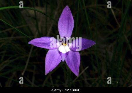 Eine Solitary Wax Lips Orchid (Glossodia Major), die ihre violette Schönheit im Hochkins Ridge Flora Reserve in Croydon North, Victoria, Australien, zeigt. Stockfoto