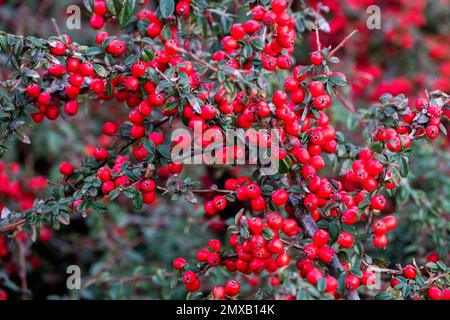 Cotoneaster horizontale Beeren, Pflanzen, Früchte, Rote Beeren, Samen Stockfoto