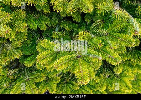 Nordmann Fir, Abies nordmanniana „Golden Spreader“, Nahaufnahme, Nadeln, Zweige Stockfoto