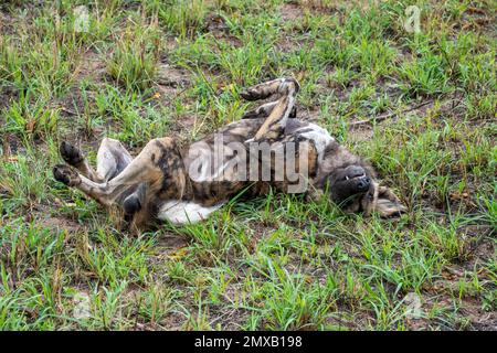 Afrikanischer gemalter Hund rollt und spielt im Gras Stockfoto