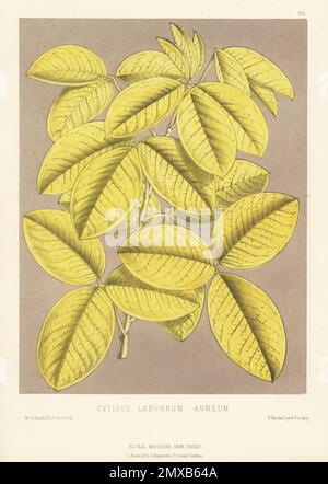 Gewöhnliches Laburnum, goldene Kette oder goldener Regen, Laburnum anagyroides. Als goldenes Laburnum, Cytisus laburnum aureum. Aufgewachsen von Richard Smith aus Worcester. Handfarbige botanische Illustration gezeichnet und lithographiert von Worthington George Smith aus Henry Honywood Dombrain's Floral Magazine, New Series, Band 4, L. Reeve, London, 1875. Lithographie gedruckt von Vincent Brooks, Day & Son. Stockfoto