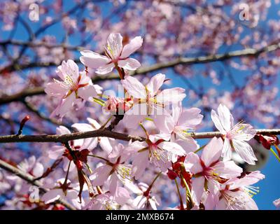 Nahaufnahme: Kirschblüten aus dem Wild Himalaya, Riesenblüten, Pink Sakura, Prunus cerasoides, blauer Himmelshintergrund, selektiver Fokus Stockfoto