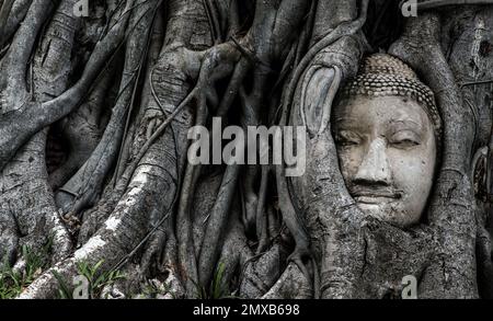 Aytthaya, Thailand, 22 Aug 2020 : Antiker buddha-Kopf eingebettet in einen Banyan-Baum, der im Wat mahathat nicht gesehen wurde. Ayutthaya, Thailand. Selektiver Fokus. Stockfoto