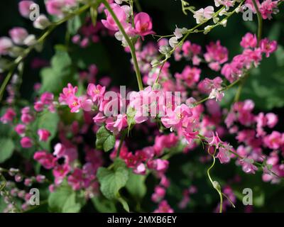 Kleine rosa Blumen Antigonon Leptopus Haken, Tigon Blumen, kleine Efeu, rosa Weinblumen, mexikanischer Kriecher, Liebeskette, Creeper Flower, Coral Vine Stockfoto