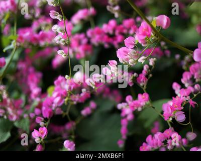 Kleine rosa Blumen Antigonon Leptopus Haken, Tigon Blumen, kleine Efeu, rosa Weinblumen, mexikanischer Kriecher, Liebeskette, Creeper Flower, Coral Vine Stockfoto