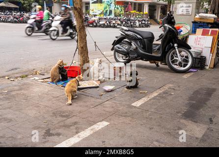 Hanoi, Vietnam, Januar 2023. Katzen an der Leine auf einer Straße im Stadtzentrum Stockfoto